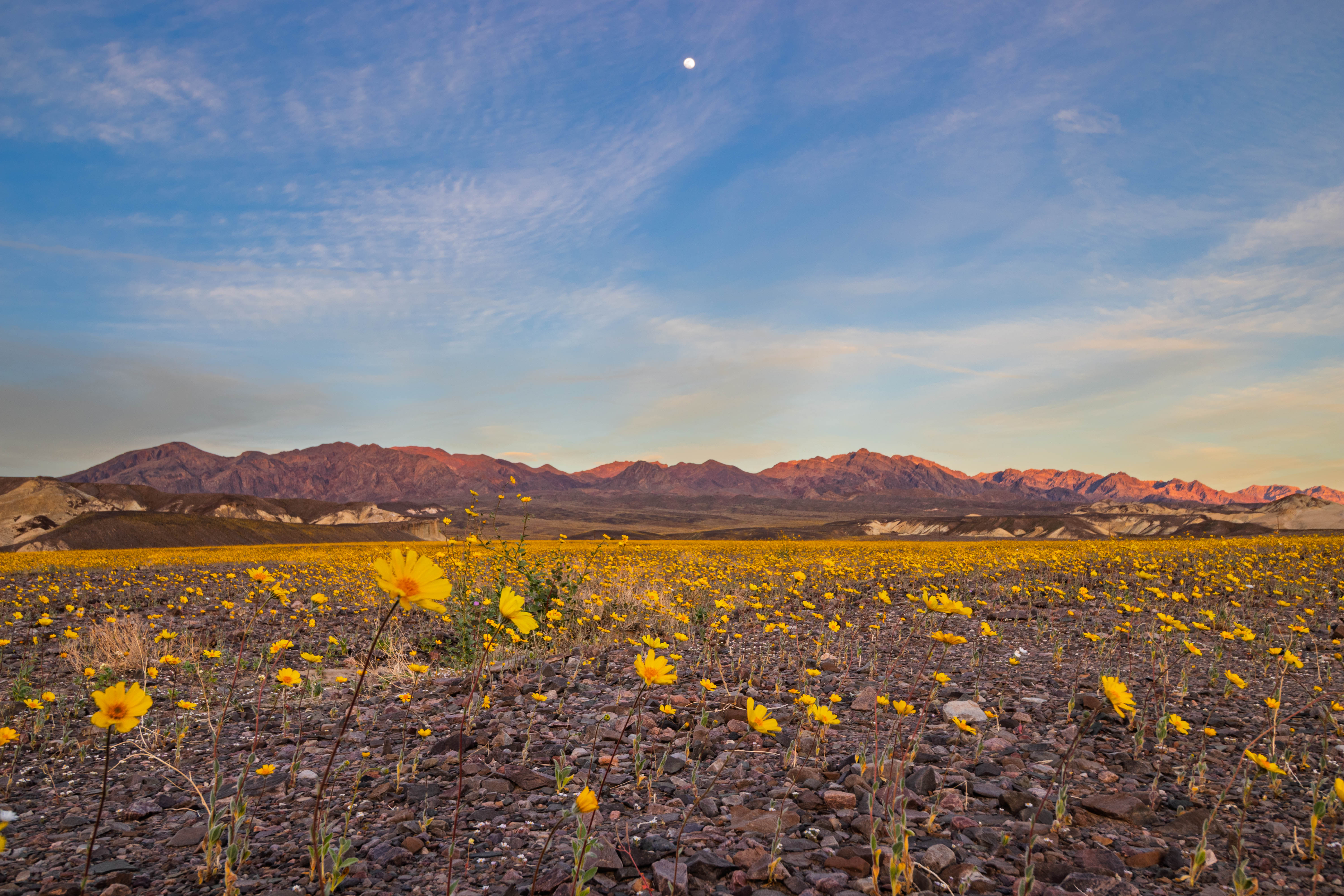 Death Valley wildflowers with mountains and moon at sunset